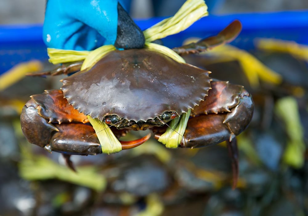 Hướng dẫn chọn mua nguyên liệu tươi ngon