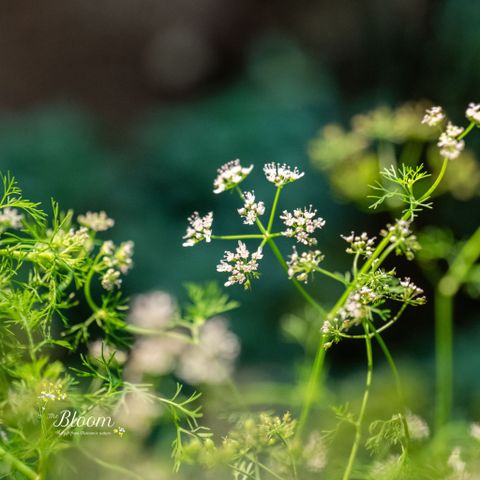 Mùi Già (Coriander) - A Fragrance That Awakens the Spirit of Tết