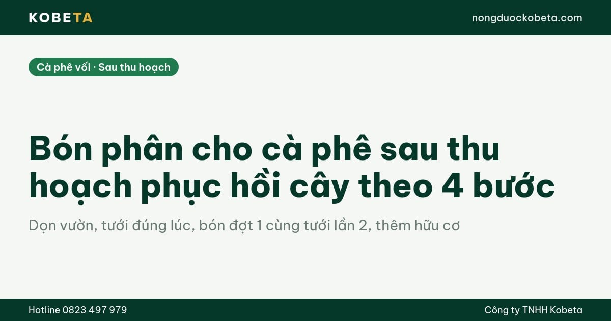 Bón phân cho cà phê sau thu hoạch phục hồi cây theo 4 bước