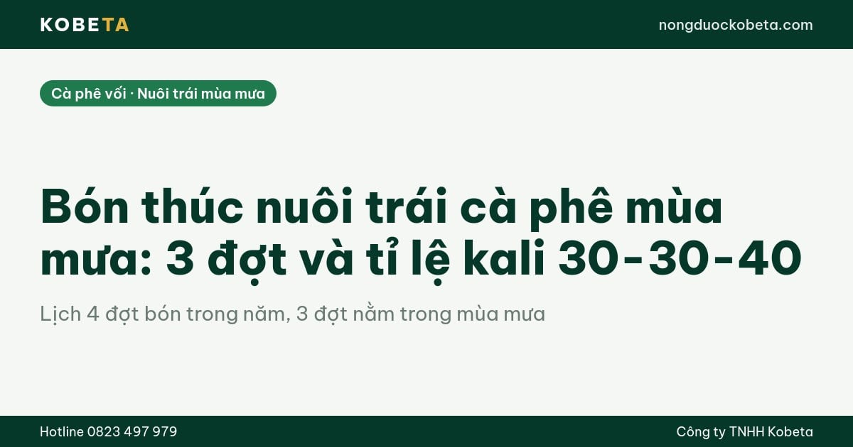 Bón thúc nuôi trái cà phê mùa mưa: 3 đợt và tỉ lệ kali 30-30-40