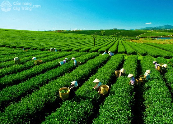 Phân bón lá là gì?