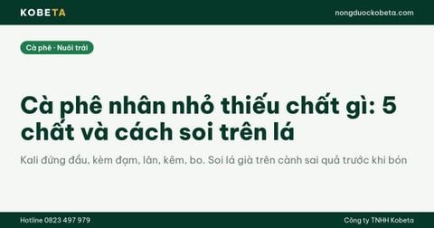 Cà phê nhân nhỏ thiếu chất gì: 5 chất và cách soi trên lá
