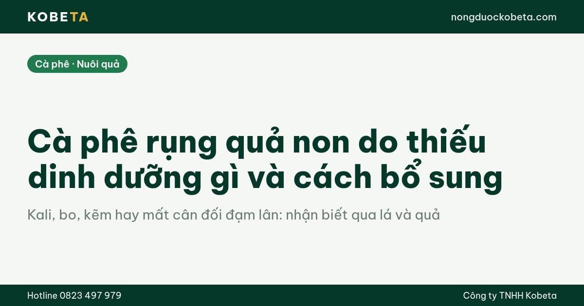 Cà phê rụng quả non do thiếu dinh dưỡng gì và cách bổ sung