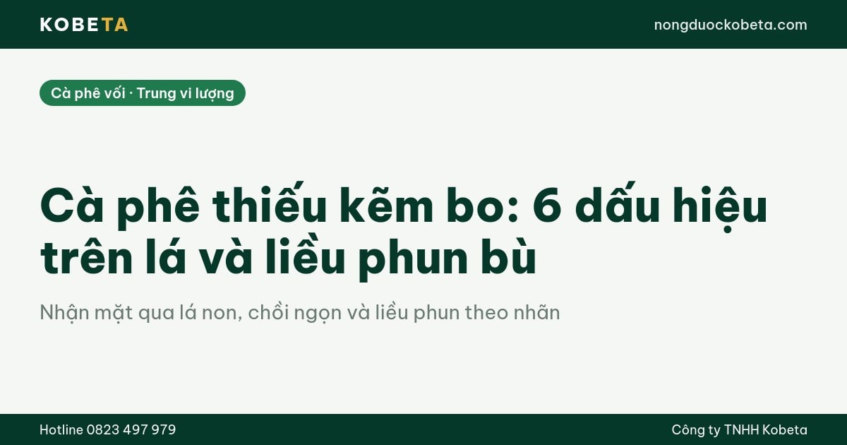 Cà phê thiếu kẽm bo: 6 dấu hiệu trên lá và liều phun bù