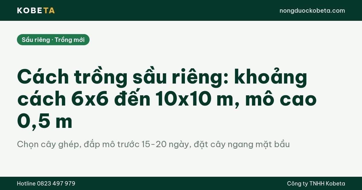 Cách trồng sầu riêng: khoảng cách 6x6 đến 10x10 m, mô cao 0,5 m