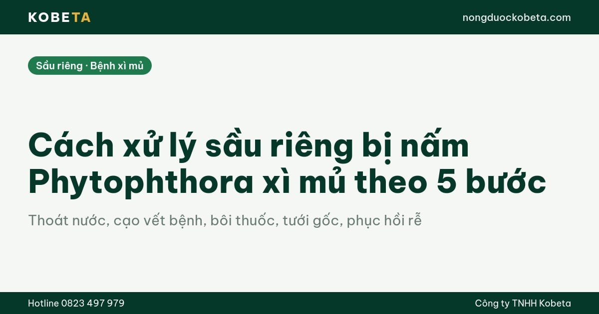 Cách xử lý sầu riêng bị nấm Phytophthora xì mủ theo 5 bước