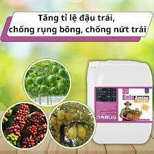 Cách dùng Canxi Bo cho lúa, xoài, sầu riêng hiệu quả