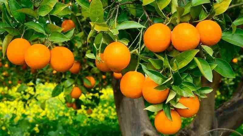 Top 5 phân bón hòa tan cho cây ăn trái