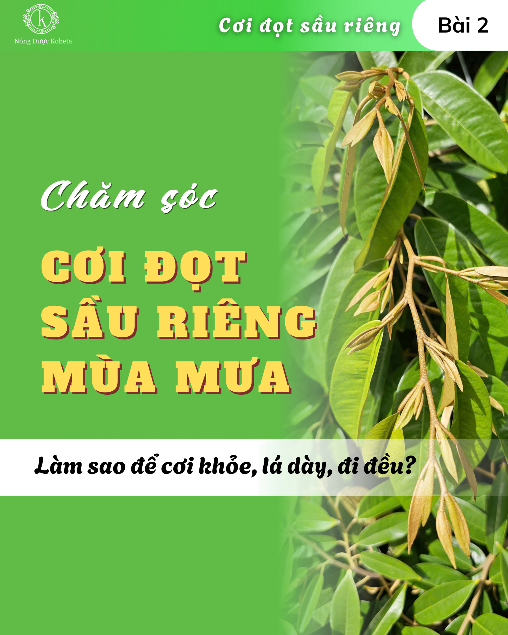 Chăm sóc cơi đọt sầu riêng mùa mưa: làm sao để cơi khỏe, lá dày, đi đều