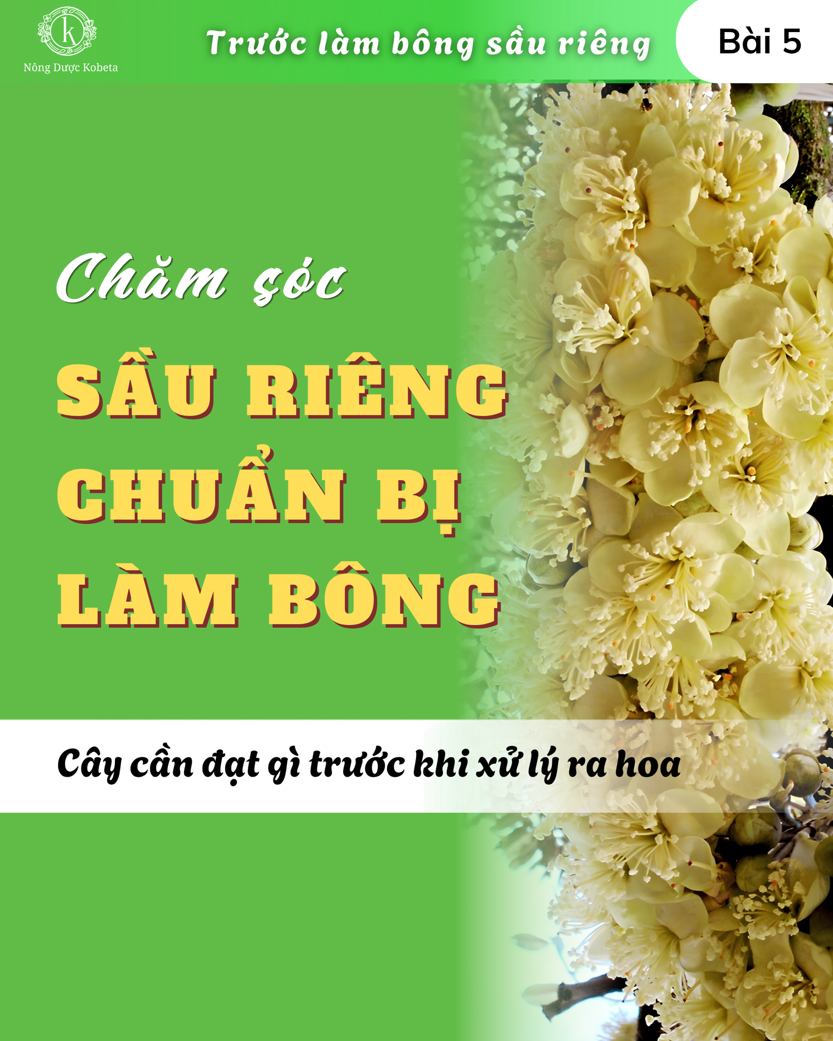 Chăm sóc sầu riêng chuẩn bị làm bông: cây cần đạt gì trước khi xử lý ra hoa