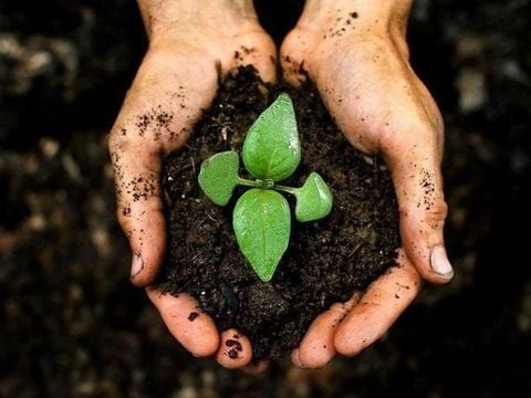 Cách chọn phân vi sinh cho từng loại đất