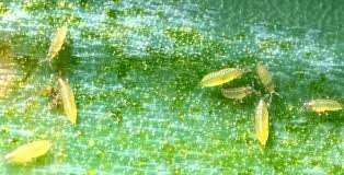 Thuốc đặc trị bọ trĩ