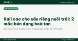 Kali cao cho sầu riêng nuôi trái: 2 mốc bón dạng hoà tan tưới gốc