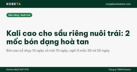 Kali cao cho sầu riêng nuôi trái: 2 mốc bón dạng hoà tan tưới gốc