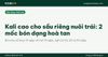 Kali cao cho sầu riêng nuôi trái: 2 mốc bón dạng hoà tan tưới gốc