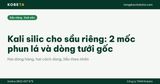 Kali silic cho sầu riêng: 2 mốc phun lá và dòng tưới gốc