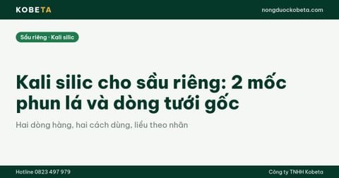 Kali silic cho sầu riêng: 2 mốc phun lá và dòng tưới gốc