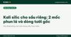 Kali silic cho sầu riêng: 2 mốc phun lá và dòng tưới gốc