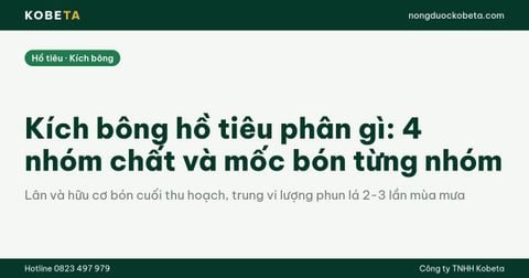 Kích bông hồ tiêu phân gì: 4 nhóm chất và mốc bón từng nhóm