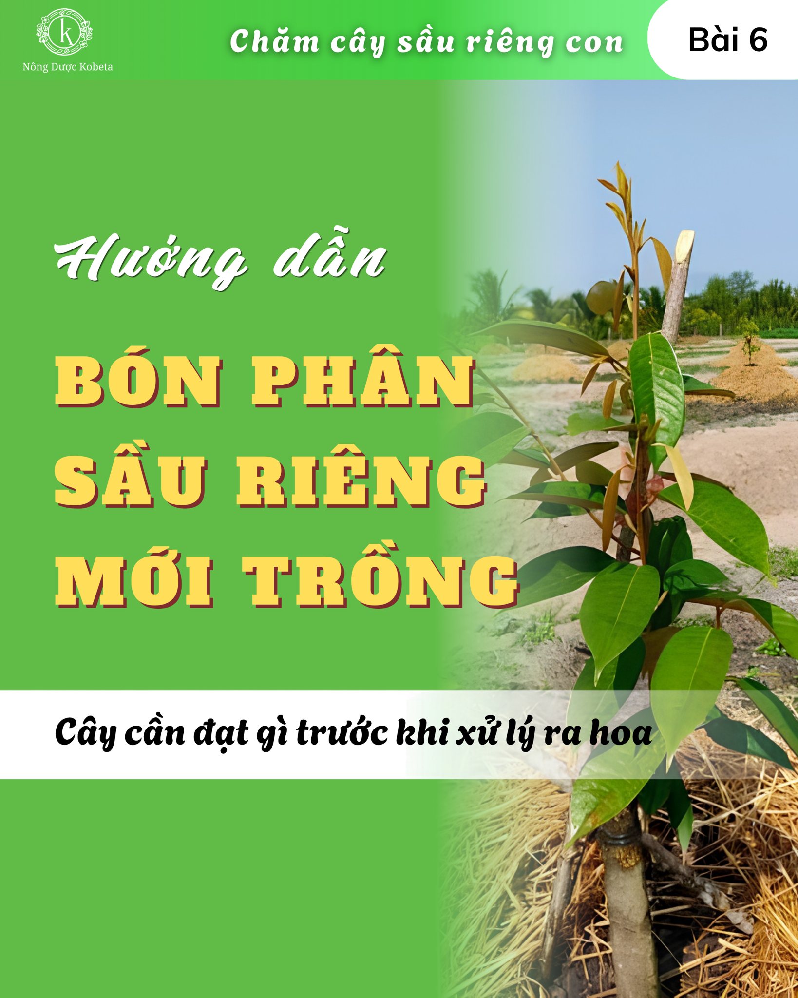 Bón phân cho sầu riêng mới trồng: bắt đầu khi nào, bón gì và bón bao nhiêu