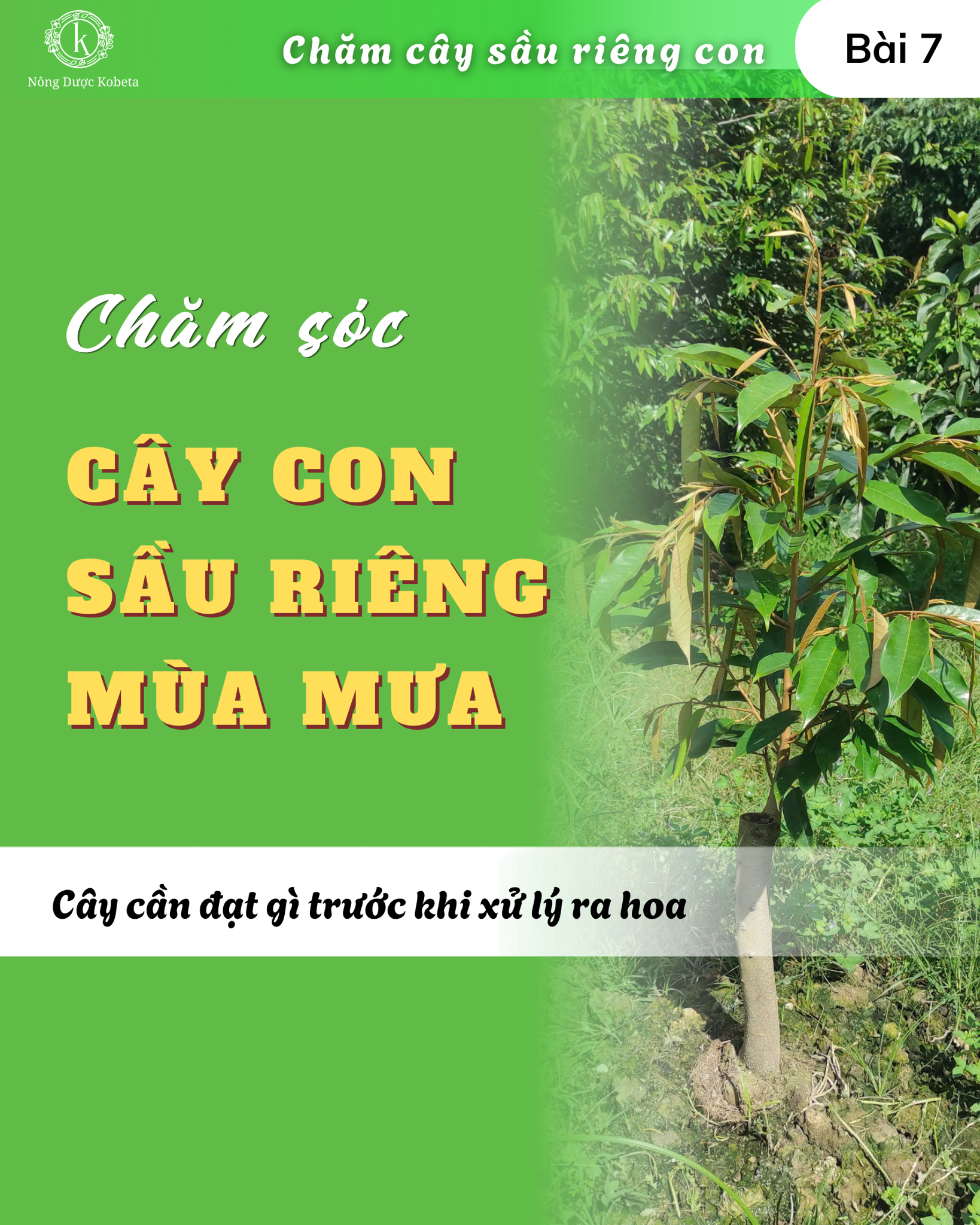 Chăm sóc sầu riêng con mùa mưa: quản lý nước, bộ rễ, cơi đọt và cách bón khi đất ướt