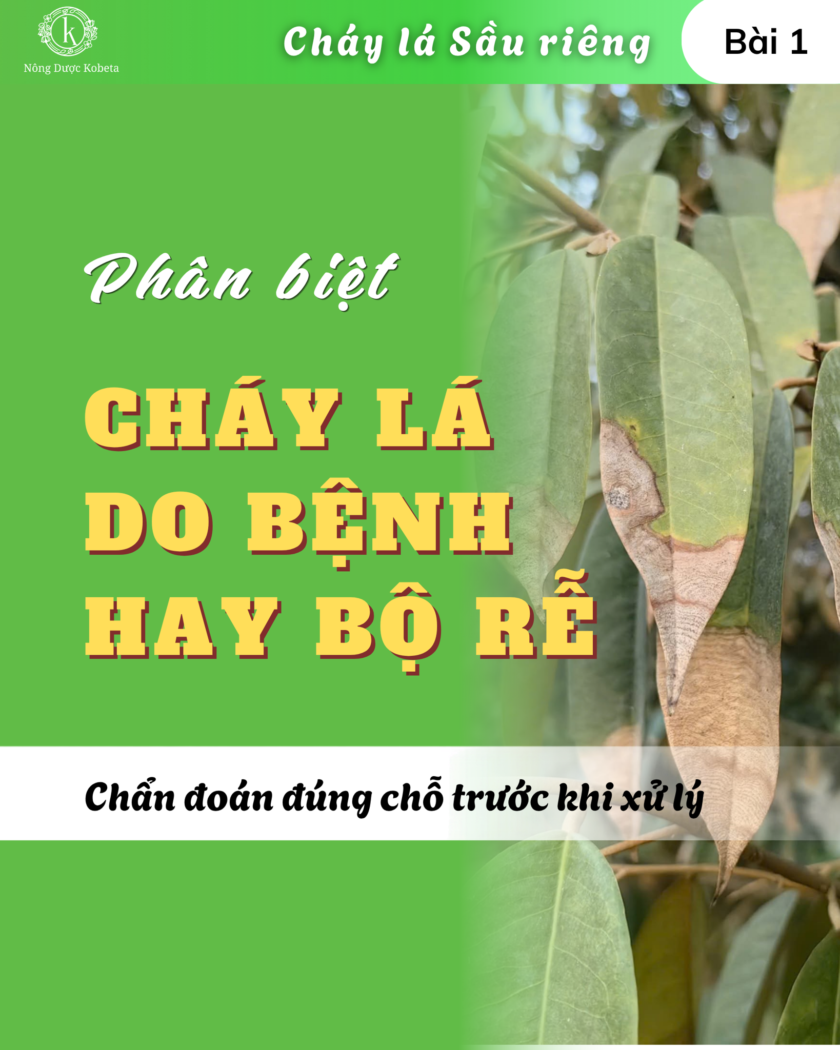 Bệnh cháy lá sầu riêng: 6 nguyên nhân thường gặp và cách nhận biết đúng trước khi xử lý