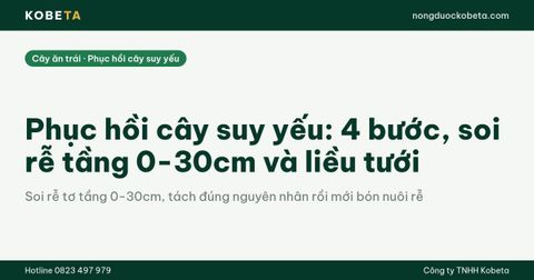 Phục hồi cây suy yếu: 4 bước, soi rễ tầng 0-30cm và liều tưới