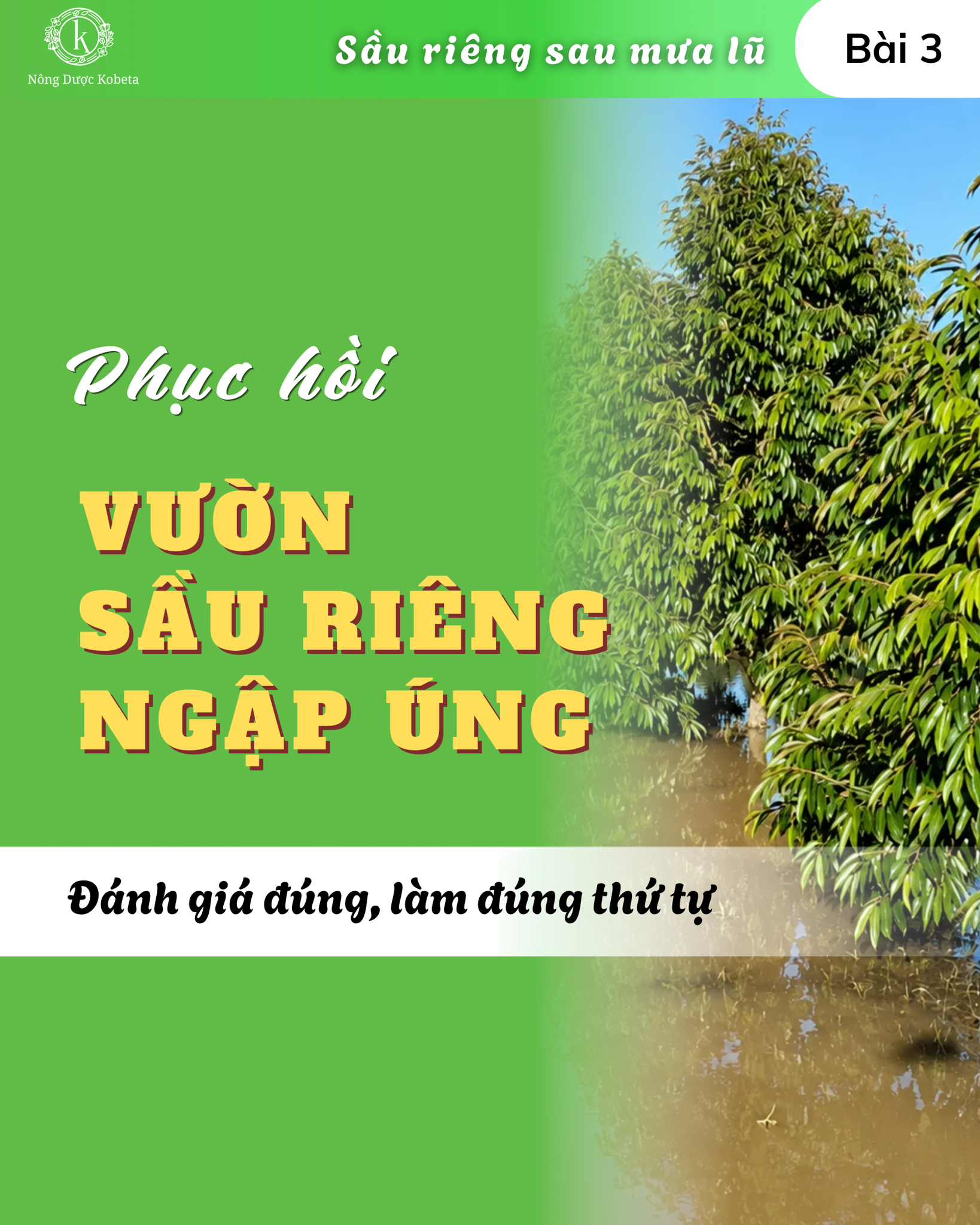 Phục hồi vườn sầu riêng sau ngập úng: đánh giá đúng, làm đúng thứ tự