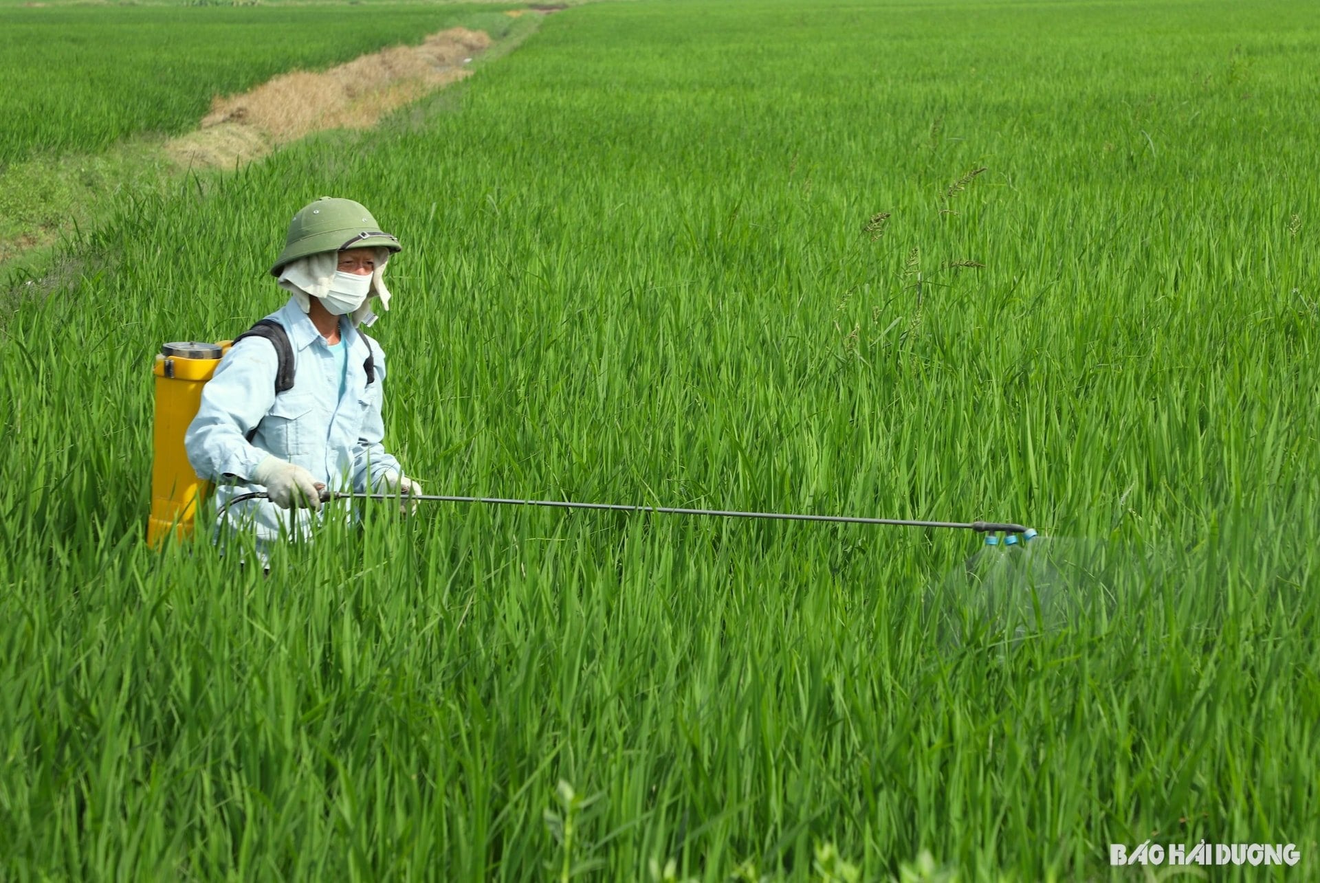 Cách chọn thuốc trừ sâu an toàn, hiệu quả cho cây