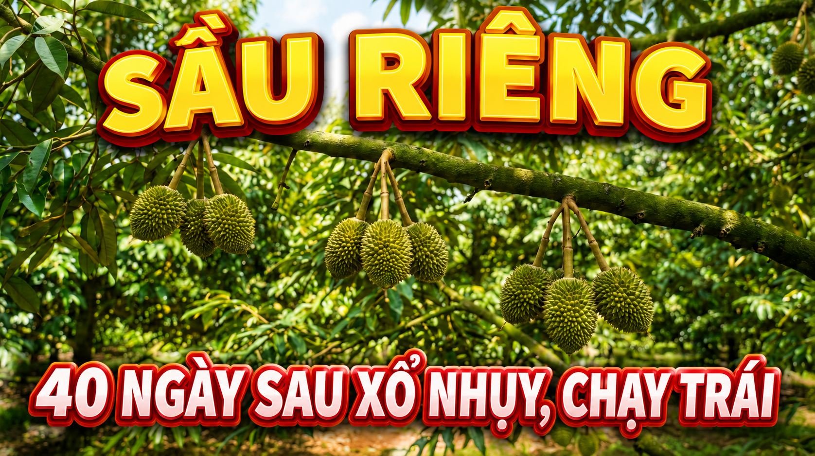 Giai đoạn 1 của sầu riêng (40 ngày sau trổ nhụy): Muốn giữ trái tốt, hãy ưu tiên giảm stress cho cây