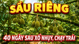 Giai đoạn 1 của sầu riêng (40 ngày sau trổ nhụy): Muốn giữ trái tốt, hãy ưu tiên giảm stress cho cây
