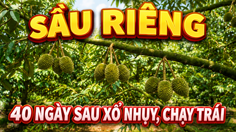 Giai đoạn 1 của sầu riêng (40 ngày sau trổ nhụy): Muốn giữ trái tốt, hãy ưu tiên giảm stress cho cây