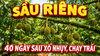 Giai đoạn 1 của sầu riêng (40 ngày sau trổ nhụy): Muốn giữ trái tốt, hãy ưu tiên giảm stress cho cây