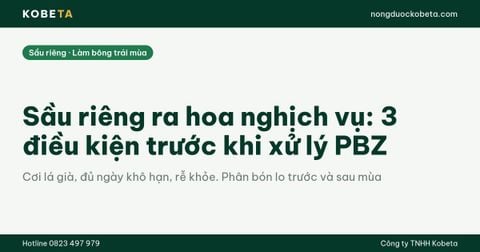 Sầu riêng ra hoa nghịch vụ: 3 điều kiện trước khi xử lý PBZ