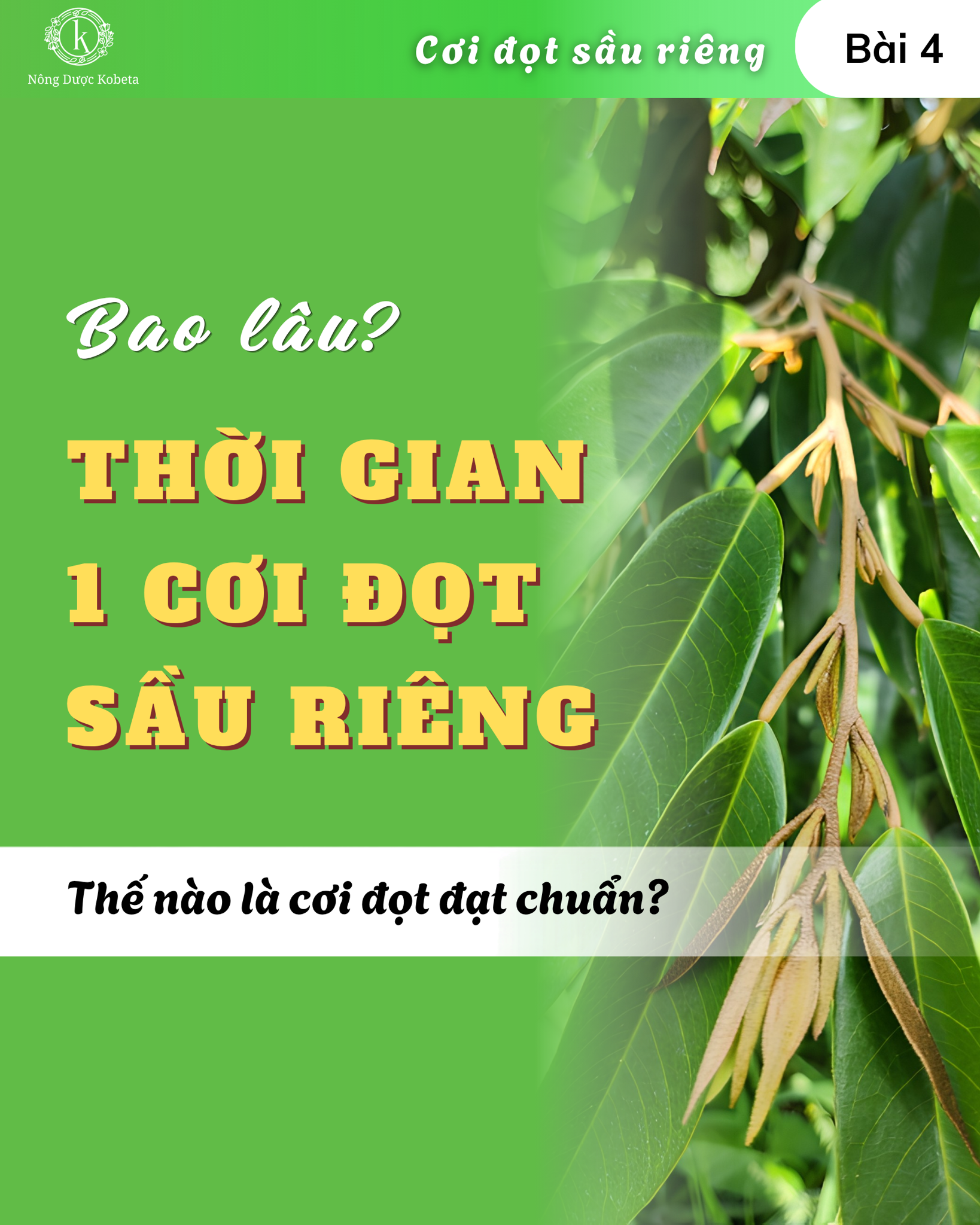 Thời gian 1 cơi đọt sầu riêng: các giai đoạn, số lá và dấu hiệu cơi đạt chuẩn