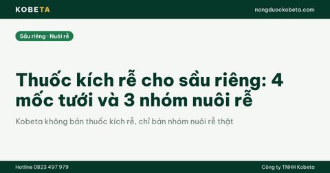 Thuốc kích rễ cho sầu riêng: 4 mốc tưới và 3 nhóm nuôi rễ