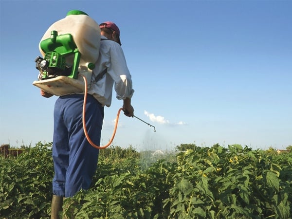 Quy trình phòng & trị bọ trĩ cho từng cây trồng