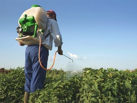 Quy trình phòng & trị bọ trĩ cho từng cây trồng