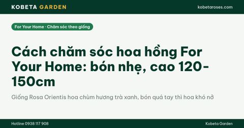 Cách chăm sóc hoa hồng For Your Home: bón nhẹ, cao 120-150cm