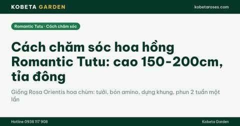 Cách chăm sóc hoa hồng Romantic Tutu: cao 150-200cm, tỉa đông