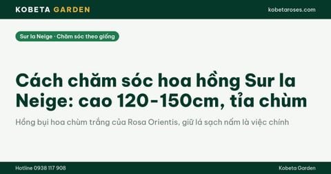 Cách chăm sóc hoa hồng Sur la Neige: cao 120-150cm, tỉa chùm