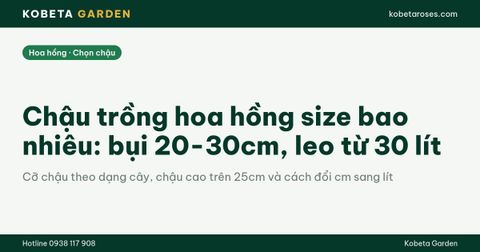 Chậu trồng hoa hồng size bao nhiêu: bụi 20-30cm, leo từ 30 lít