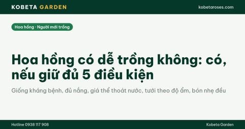 Hoa hồng có dễ trồng không: có, nếu giữ đủ 5 điều kiện