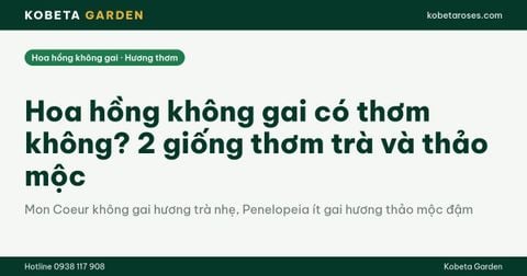 Hoa hồng không gai có thơm không? 2 giống thơm trà và thảo mộc