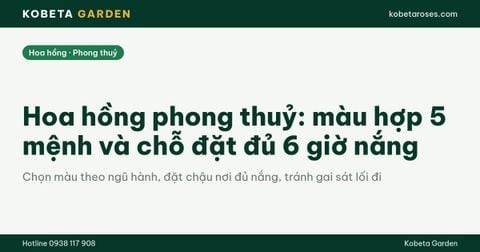 Hoa hồng phong thuỷ: màu hợp 5 mệnh và chỗ đặt đủ 6 giờ nắng