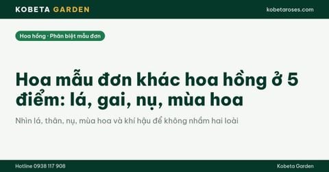 Hoa mẫu đơn khác hoa hồng ở 5 điểm: lá, gai, nụ, mùa hoa