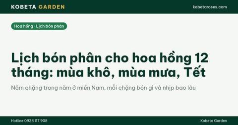 Lịch bón phân cho hoa hồng 12 tháng: mùa khô, mùa mưa, Tết