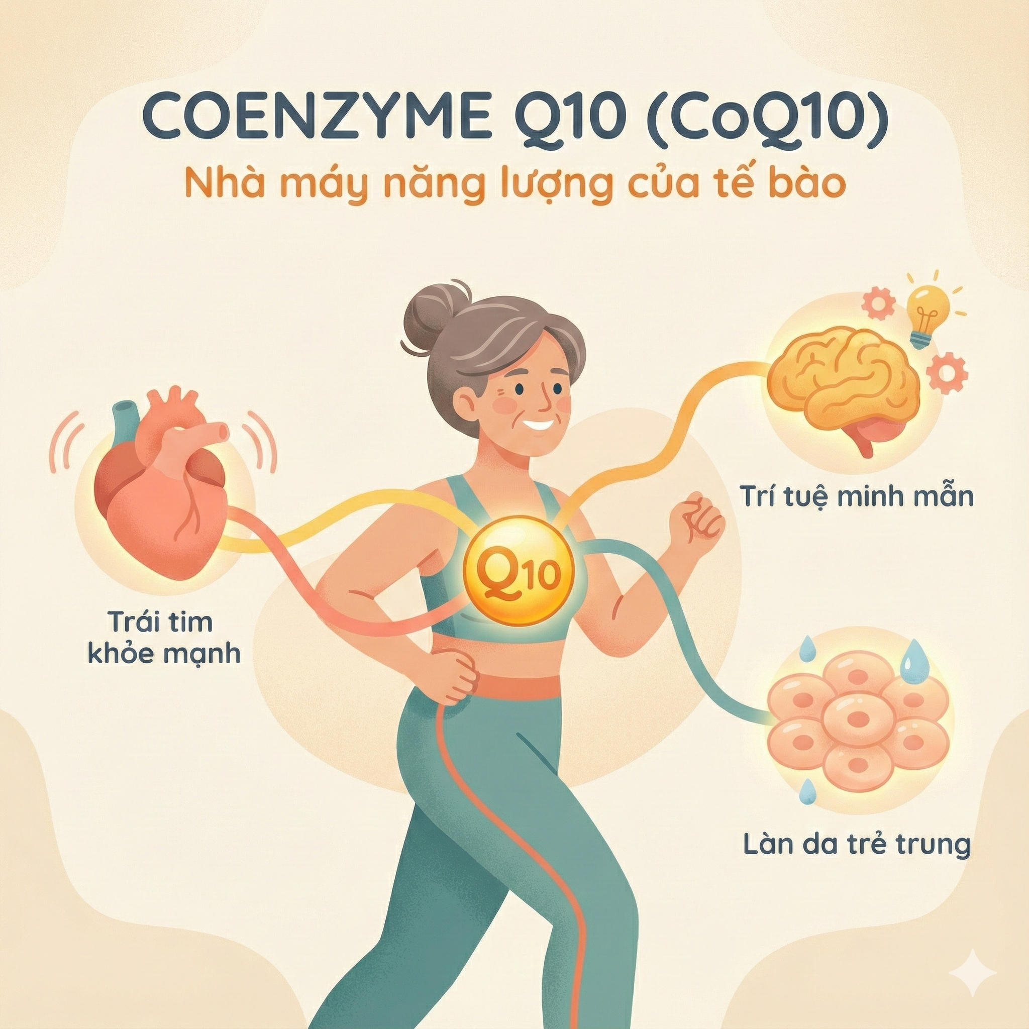 Coenzyme Q10 (CoQ10) Là Gì? Tác Dụng, Cách Dùng & Lưu Ý Quan Trọng