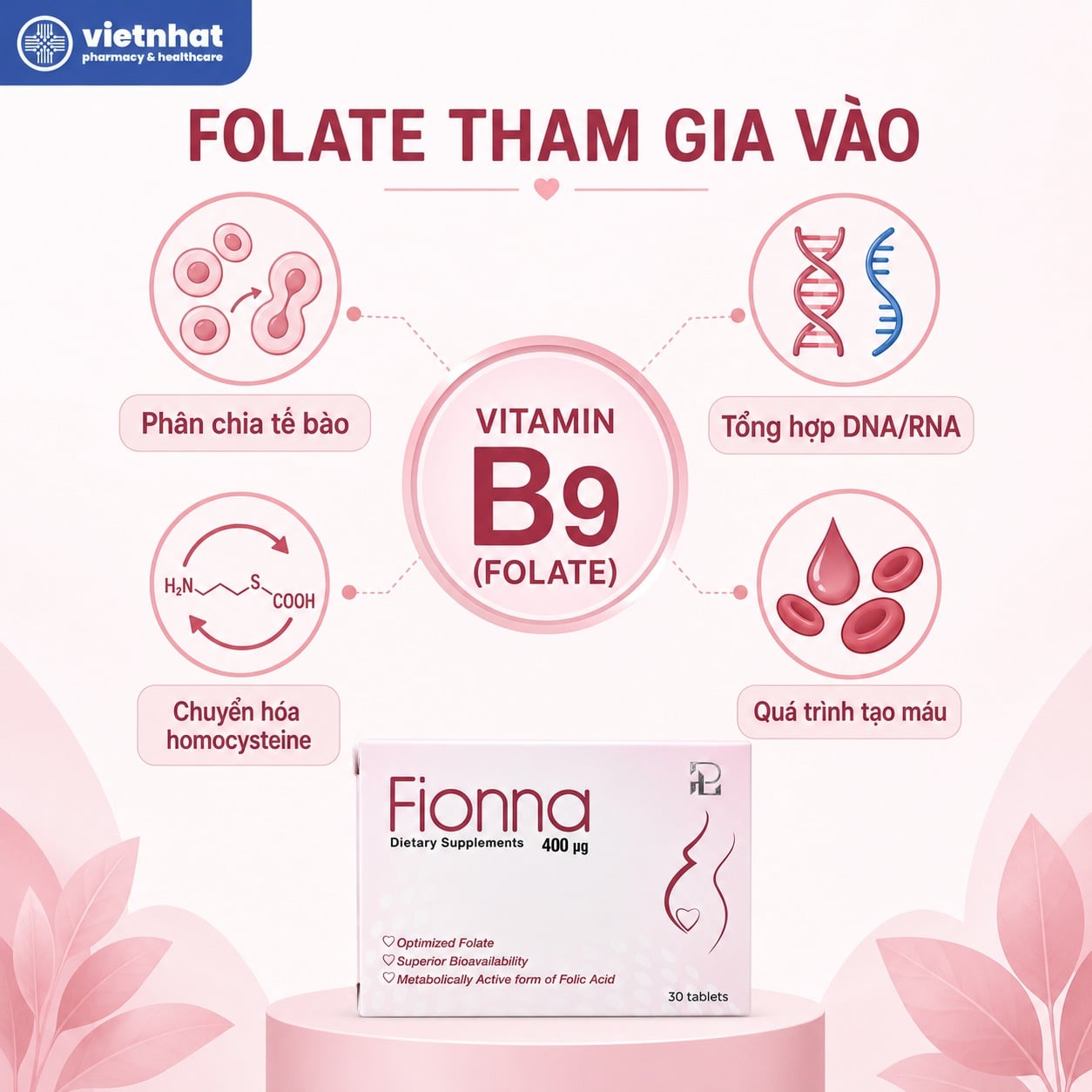 nhathuocvietnhat.vn-Vai trò của folate vitamin B9 trong phân chia tế bào tổng hợp DNA RNA chuyển hóa homocysteine và tạo máu