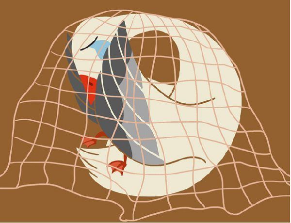 Ngỗng trời sa lưới